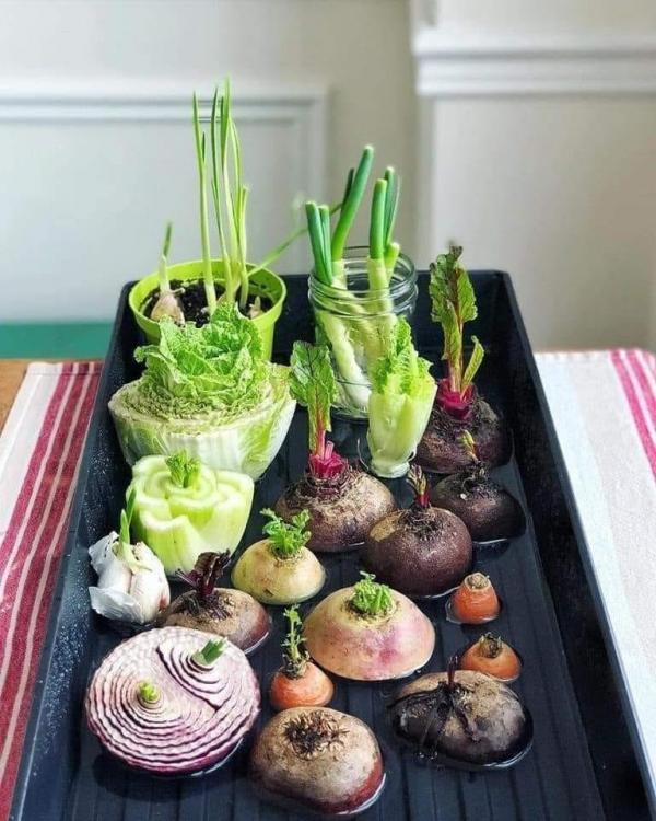18 daržovių ir žolelių, kurias galite pradėti auginti patalpose