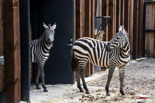 Zebrai sugrįžta į Lietuvos zoologijos sodą