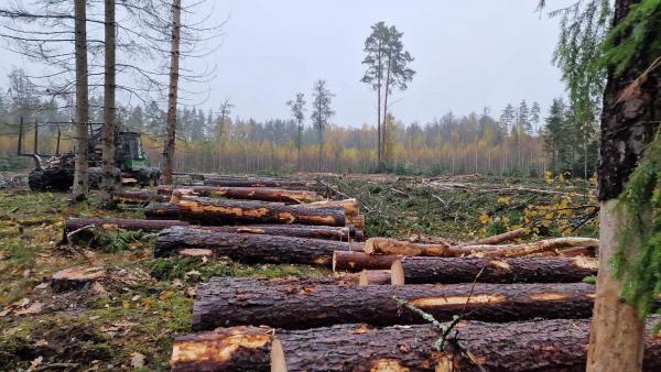Planuojamas VĮ Valstybinių miškų urėdijos teisinio statuso keitimas į AB – pateikiamas VMU generalinio direktoriaus V. Kaubrės paaiškinimas