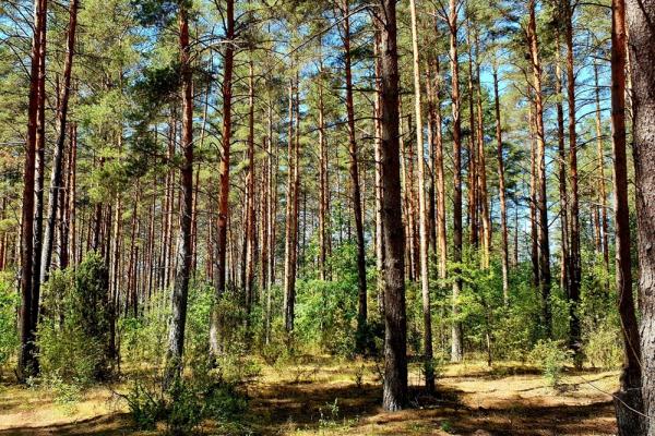 Tarptautinę miškų dieną – naujausios žinios apie Lietuvos miškus