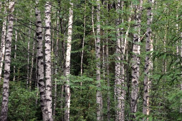 Kviečiama išsakyti nuomonę dėl siūlomų Miško kirtimų taisyklių pakeitimų