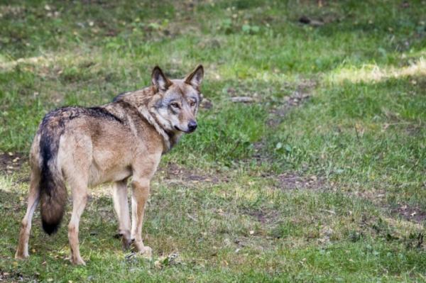 Baigtas vilkų medžiojimo sezonas: sumedžiota 280 žvėrių, mažiau nei nustatytas limitas