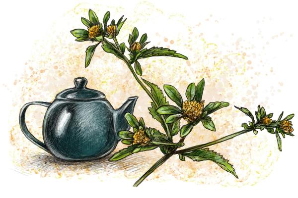 Lakišių arbata gelbsti nuo kosulio bei sergant įvairiomis odos ligomis