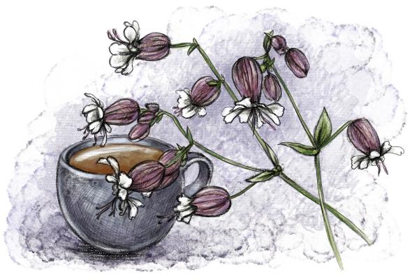 Naktižiedės arbata gali padėti susigrąžinti prarastą savikontrolę ir ramybę. Kuo dar ji naudinga ir kaip ruošiama?