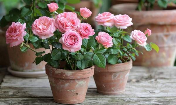 Kaip prižiūrėti rožes vazone?