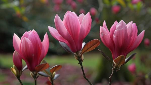 Kada galima sodinti magnolijas?