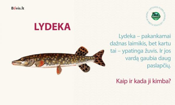 Lydeka