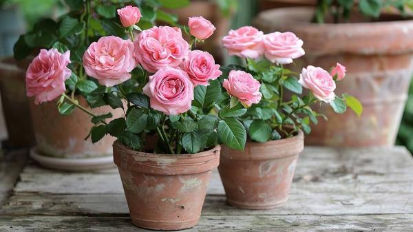 Kaip prižiūrėti rožes vazone?