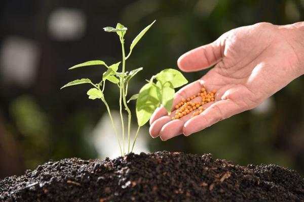 Siera – ketvirtasis svarbiausias elementas augalams. Kaip ir kada tręšti bei kaip naudoti šiltnamių dezinfekcijai?