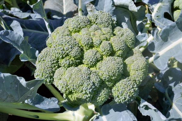 Sužinokite, kada sėti brokolius, kad derliaus turėtumėte visą vasarą ir rudenį