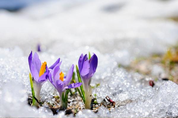 Pirmos pavasario gėlės – 12 gėlių, kurioms pražydus skelbiame pavasarį 