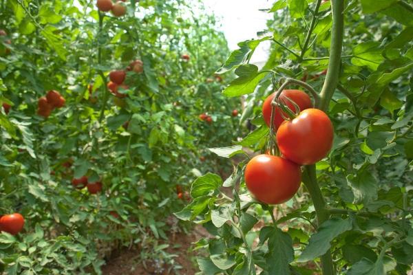 Kada tręšti pomidorus nuo daigų iki derliaus? 