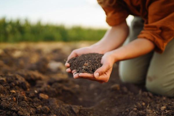Daržo dirvos paruošimas sėjai: kaip teisingai viską atlikti, kad būsimas derlius tikrai pradžiugintų