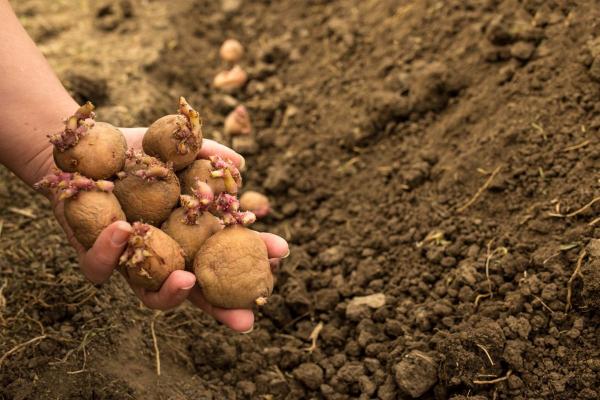 Kaip pasiruošti ir kada sodinti bulves.  Kokios oro sąlygos tam tinkamiausios?