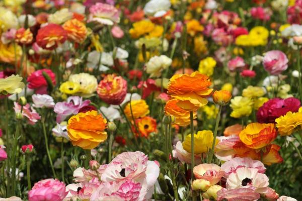 Vėdrynai – ryškios romantiškos gėlės, teikiančios naudos jūsų organizmui. Kaip jas auginti bei prižiūrėti?