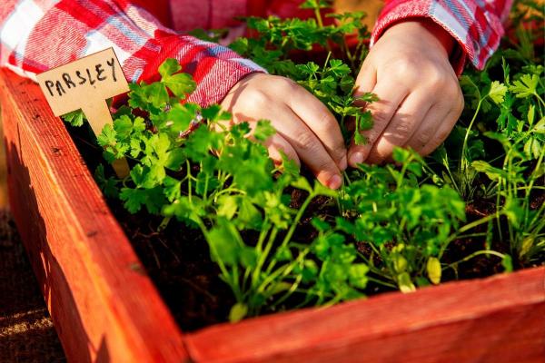 Kada sėti petražoles: neapsiribokite tik lauku – sėkmingai auginkite petražoles ir patalpoje