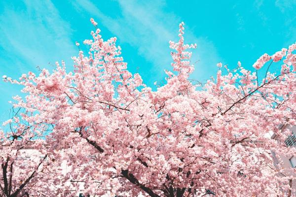 Sakura – žiedais stebinanti japoninė vyšnia. Kaip pasisodinti ir prižiūrėti ją savo kieme?
