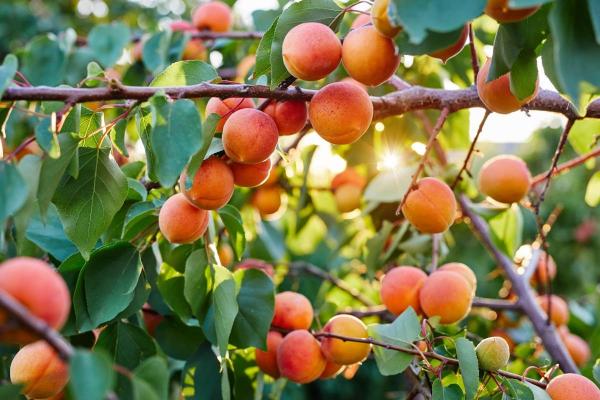 Abrikosas – egzotiškas augalas mūsų soduose. Kaip jį auginti Lietuvoje ir kuo skiriasi abrikosų veislės?