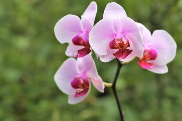 Falenopsis: kaip auginti šią orchidėją, kad žydėtų ištisus metus?