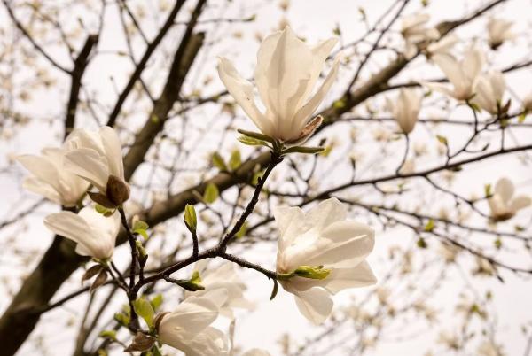 Magnolijos sodinimas – į pavasario darbų sąrašą