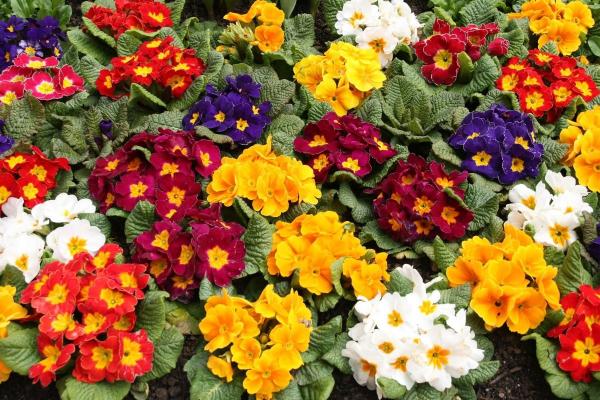 Raktažolė – pavasarį pasitinkanti vaistinė gėlė: lengva auginti ir grožėtis 