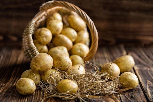 Bulvių auginimas mažose erdvėse – misija įmanoma! Bulvės maišuose, dėžėse, pakeltose bei tinginių lysvėse