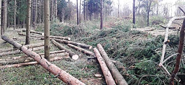Nuo kovo 15-osios bus draudžiami miško kirtimai saugomuose miškuose