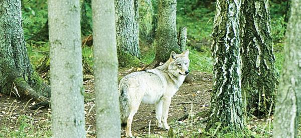 Rajono miškuose sumedžioti 7 vilkai