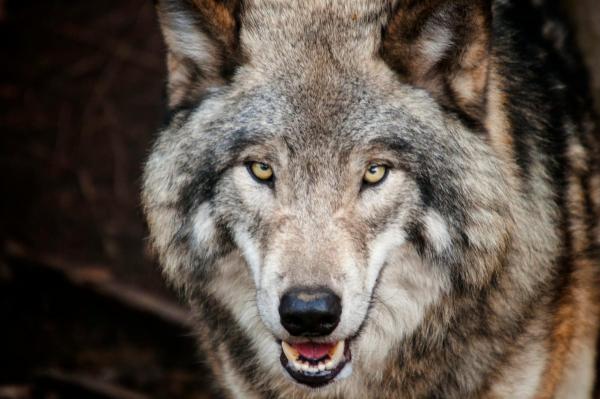 Baigėsi vilkų medžioklė – mūsų rajone paguldyta 16 plėšrūnų (1)