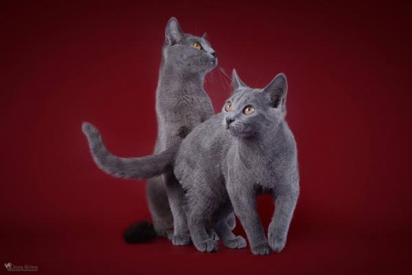 Retos, mėlyno kailio augintinės – Kartezianinės katės