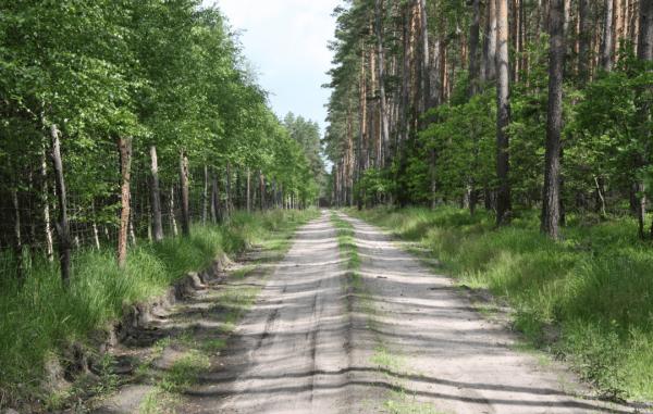 Vilniaus rajone bus tvarkomi miškovežių sugadinti keliai