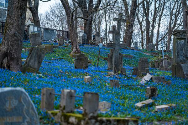 Skubėkite pasigrožėti: Bernardinų kapinės nusidažė mėlynai – sužydo scylės (nuotraukos)
