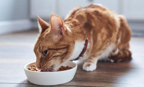 Ką svarbu žinoti apie sterilizuotų kačių maistą?