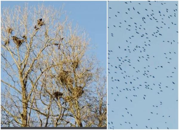 Akademijos parke kovarniai jau suka lizdus: paukščius trikdyti draudžiama