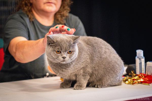 Šį savaitgalį – tarptautinė kačių paroda Kaune: kilmingos katės garbanotais antakiais ir ūsais