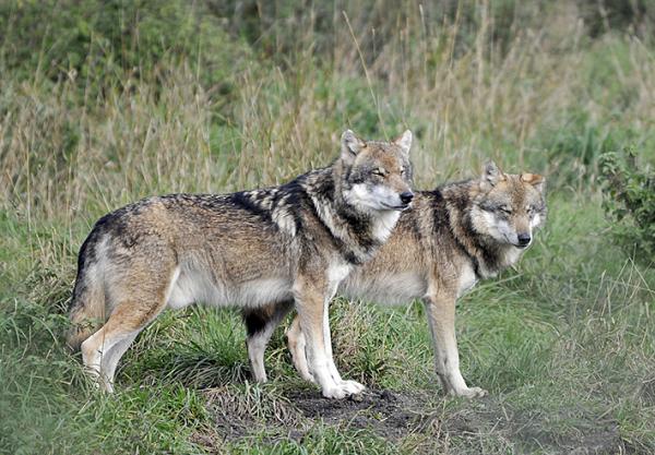 Medžioklės sezono laimikis – 10 vilkų