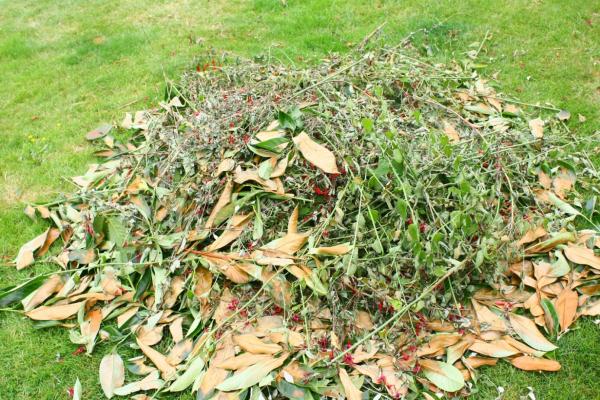 Marijampolės savivaldybės administracija neorganizuos žaliųjų atliekų tvarkymo ir jų išvežimo paslaugų