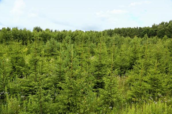 Pavasaris – palankiausias metas didinti miškų plotus