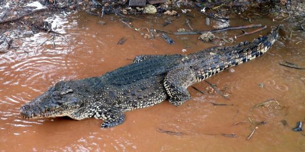 Kuboje Katės Pjauna… Krokodilus