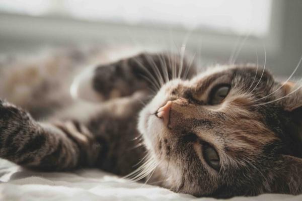 Kačių inkstų nepakankamumas: simptomai ir gydymas