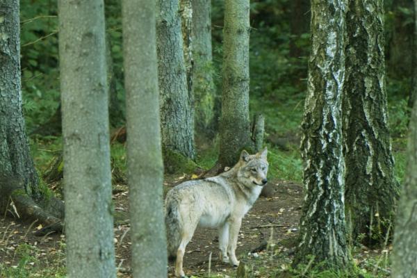 Baigėsi vilkų medžiojimo sezonas