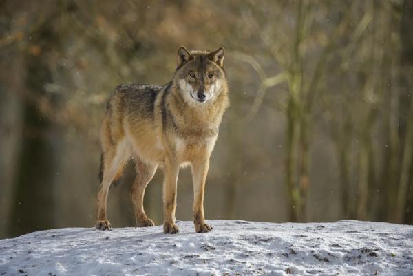 Utenos rajone sumedžiota 10 vilkų