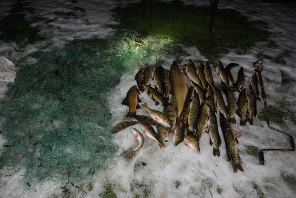 „Saugom lydeką“: nustatyti brakonieriai tinklais pagavę įvairių žuvų, iš jų 22 – lydekos