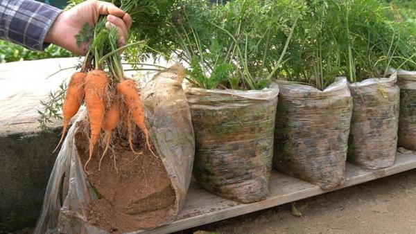 Kaip užauginti morkas plastikiniuose maišeliuose?