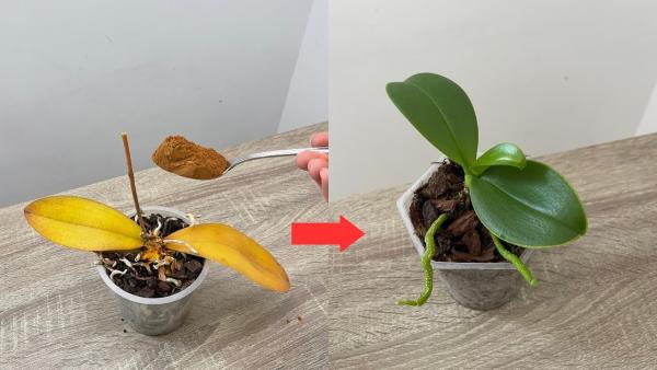 Pagelto orchidėjos lapai? Augalas gali greitai atgyti, jei išbandysite šią gudrybę!