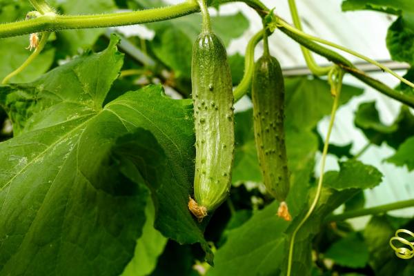 Jei norite gausesnio agurkų derliaus, pasinaudokite šia sodininkų gudrybe!