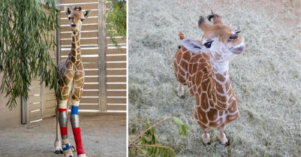 3 mėnesių žirafa dėvėjo specialius įtvarus, kurie padėjo tvirtai atsistoti ant kojų