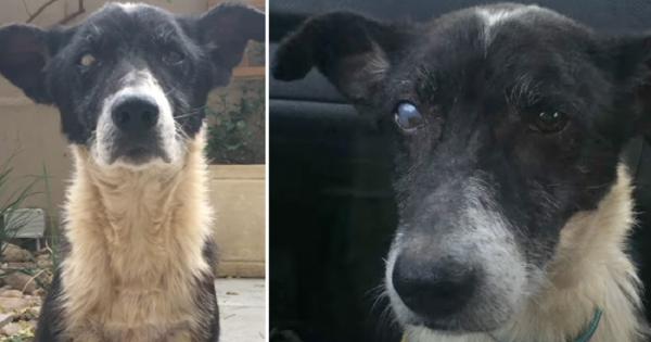 Vyras paliko savo 10 metų šunį: jo teigimu, šuo buvo „per senas“