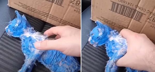 Kažkas išmetė mėlynai nudažytą katę: laimei, ji sutiko tikrą herojų